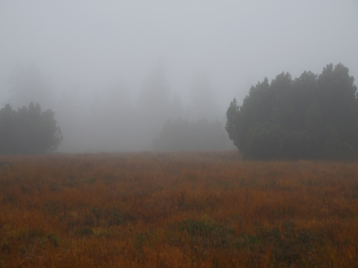 darker tree in the mist